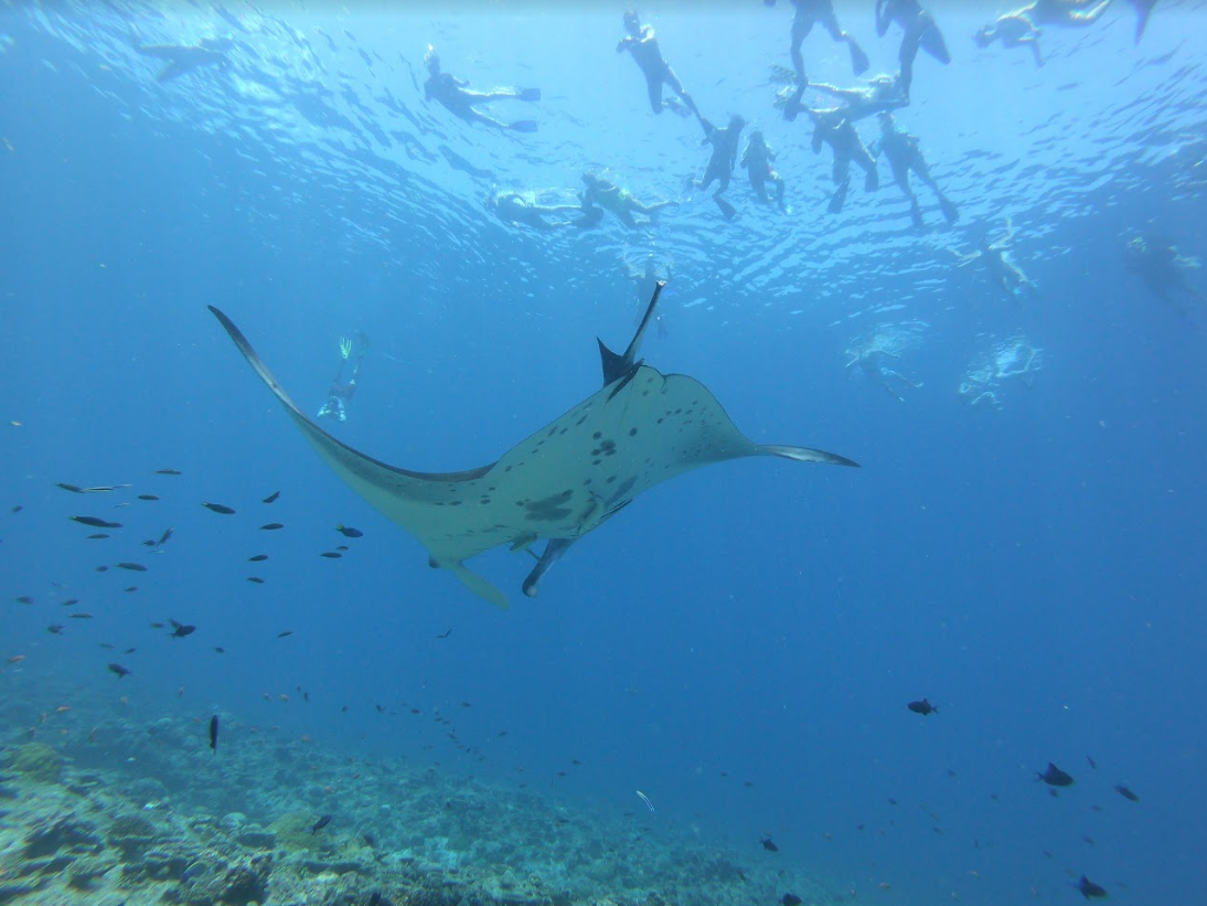 Fihalhohi Island Resort 5