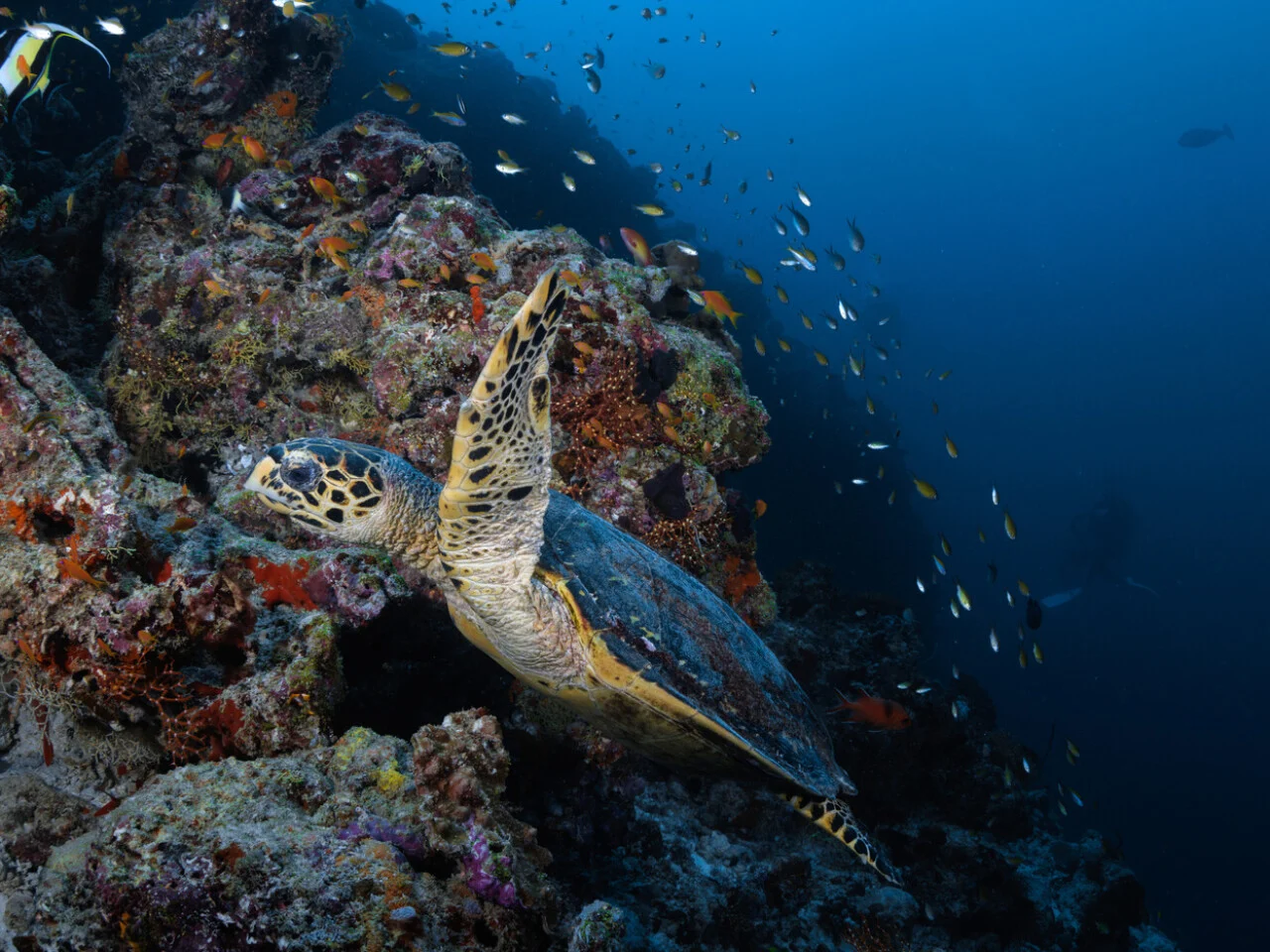 OBLU NATURE Helengeli by SENTIDO 5