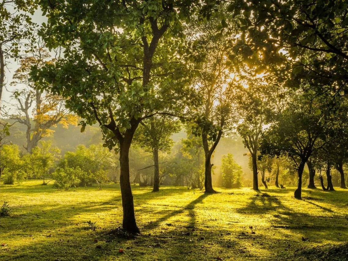 Ahaspokuna Bush Walks Camp 1