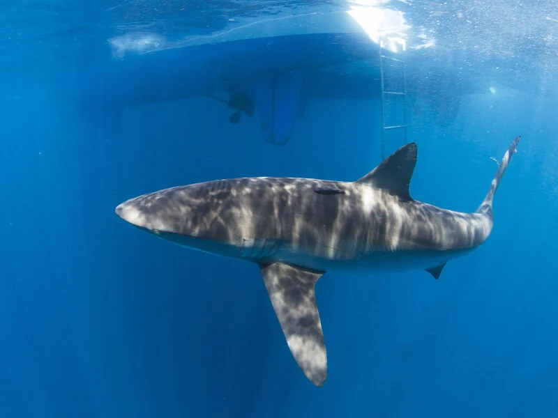 Alphonse Island Lodge 11