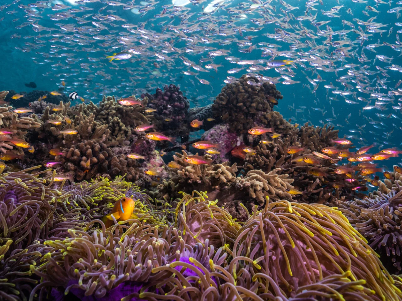 Anantara Kihavah Maldives Villas 2