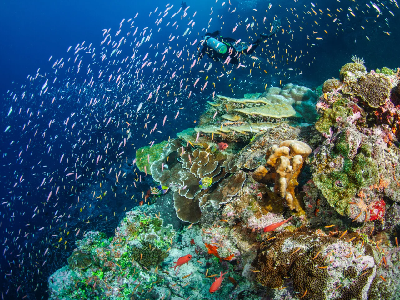 Astove Atoll 5