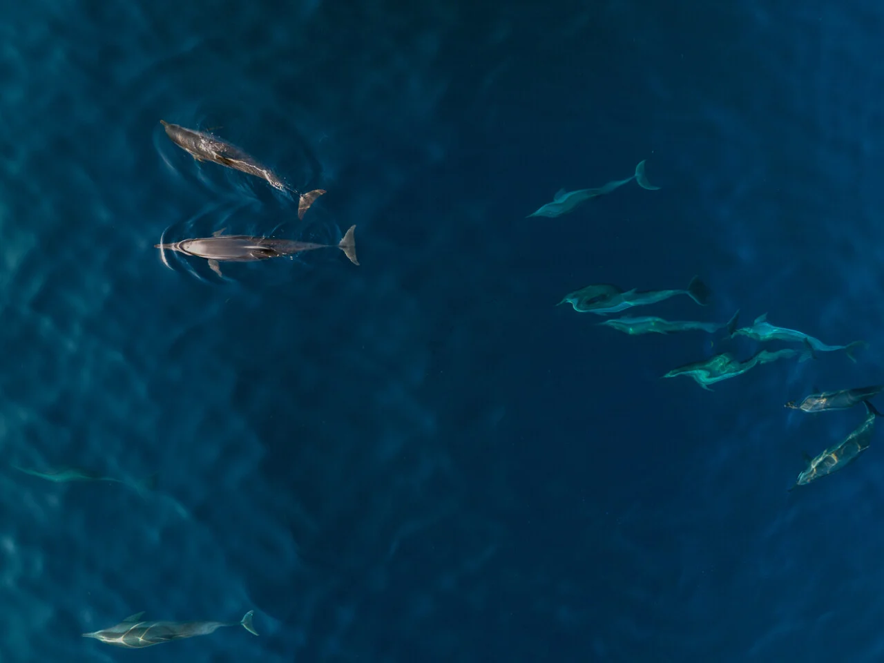 AVANI+ Fares Maldives 39