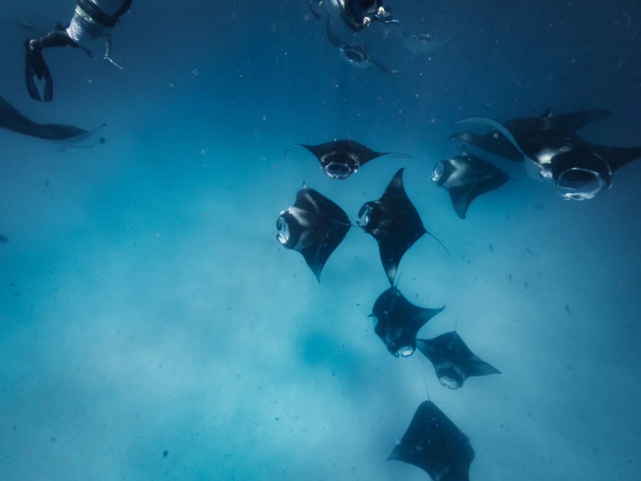 AVANI+ Fares Maldives 40