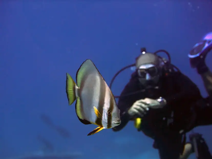 صورة: Ayada Maldives