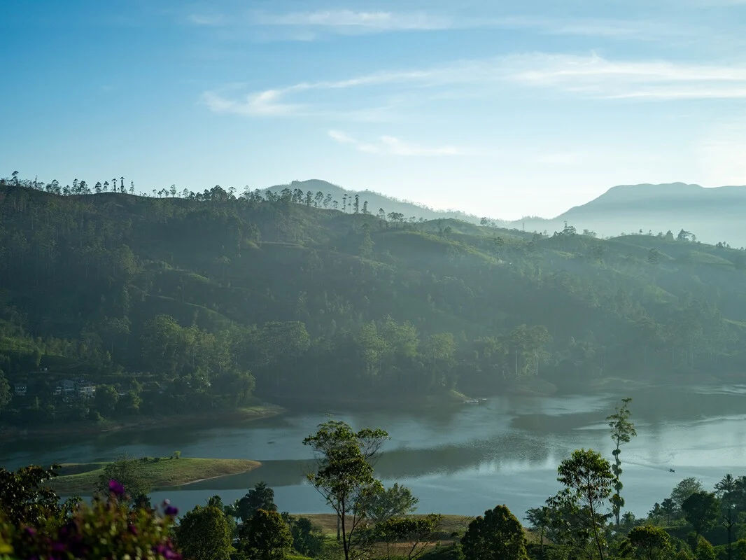 Camellia Hills 17