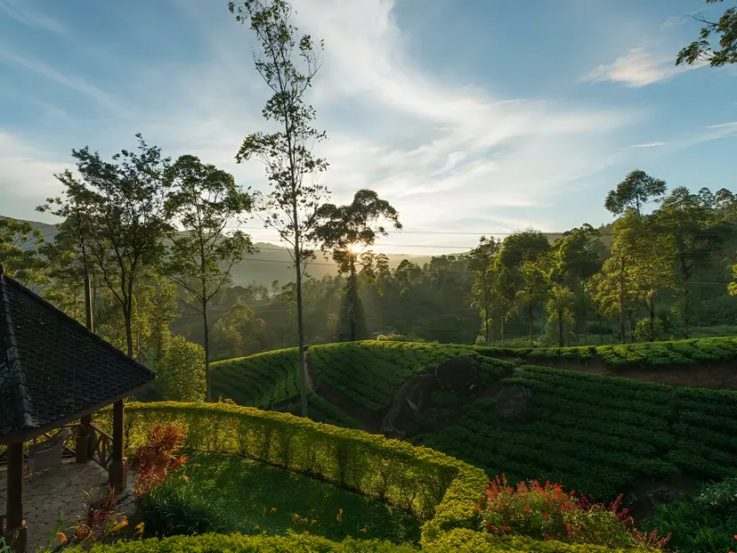 Ceylon Tea Trails