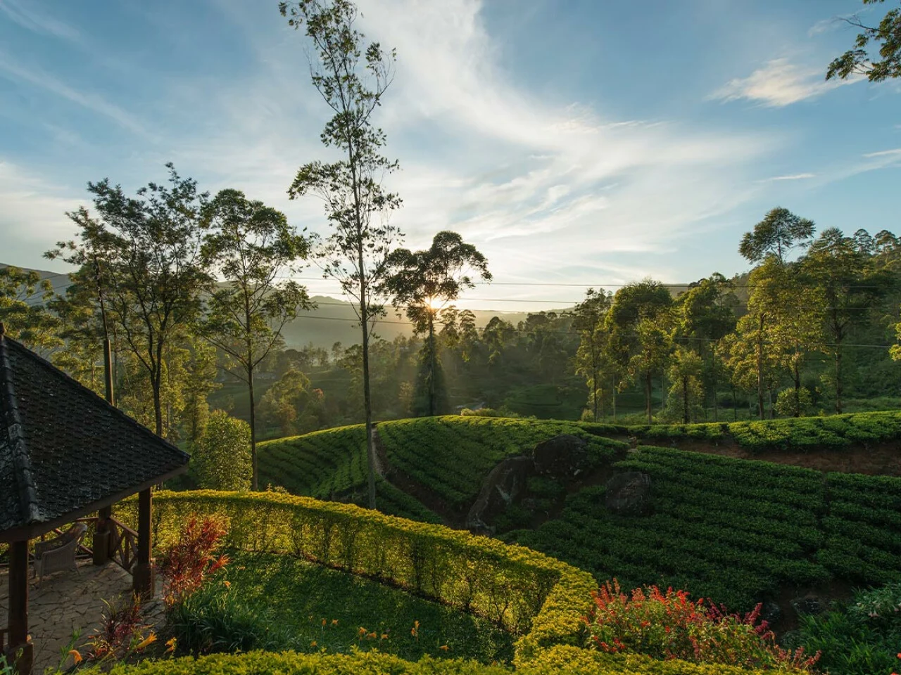 Ceylon Tea Trails 1