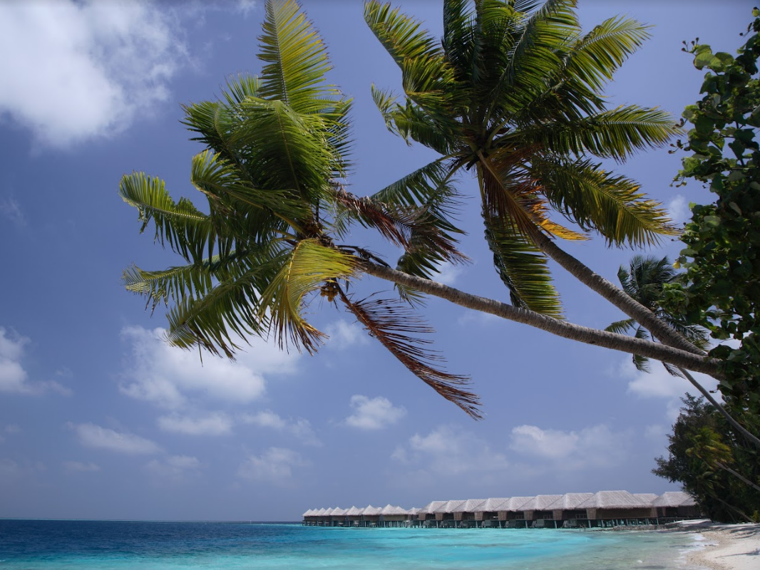 Coco Bodu Hithi 8