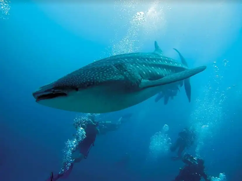 صورة: Constance Moofushi