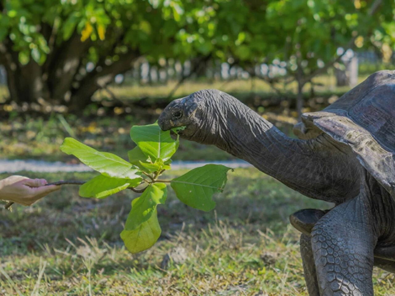 Four Seasons Resort Seychelles at Desroches Island 3