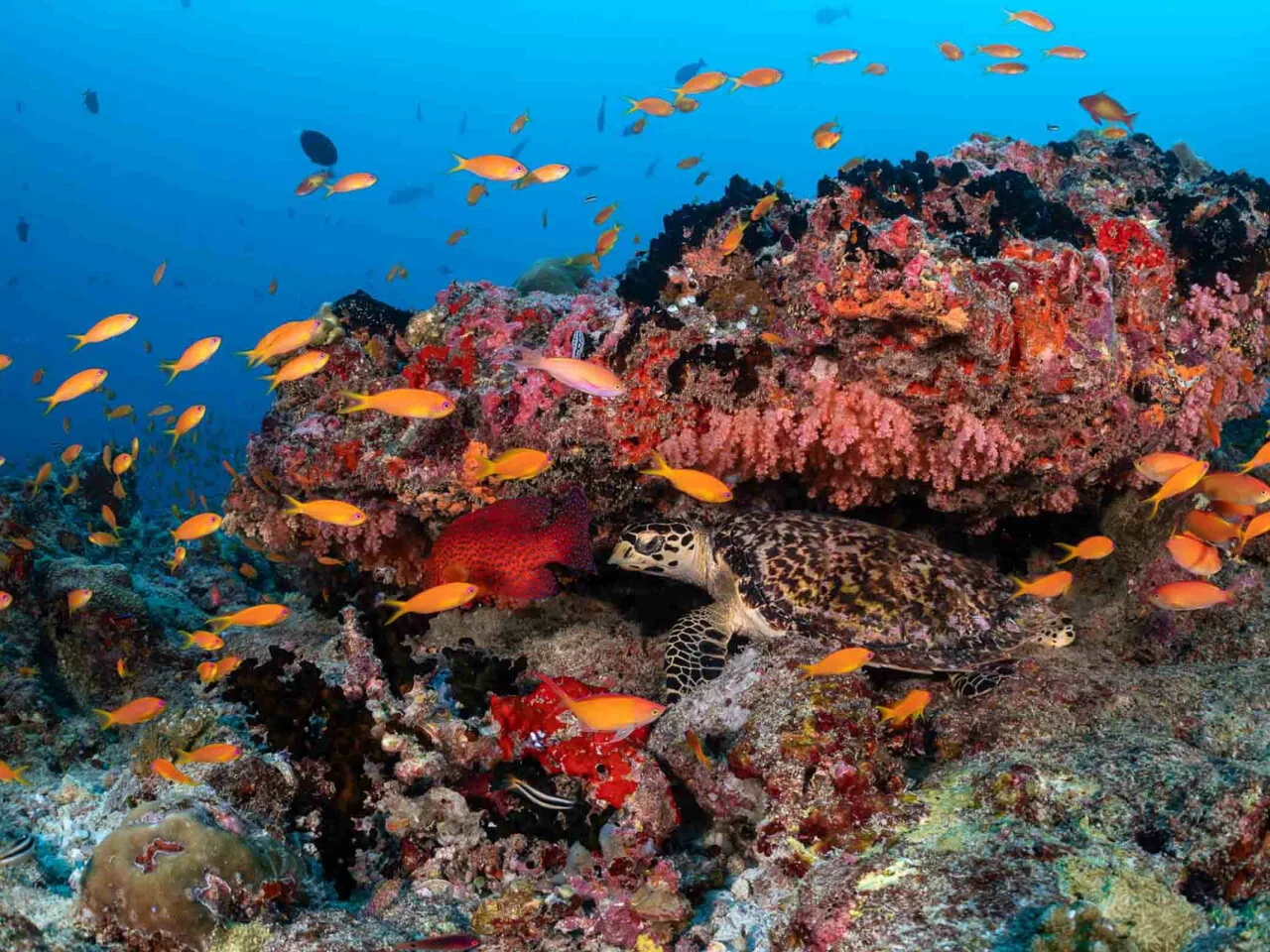 Holiday Inn Resort Kandooma Maldives 4