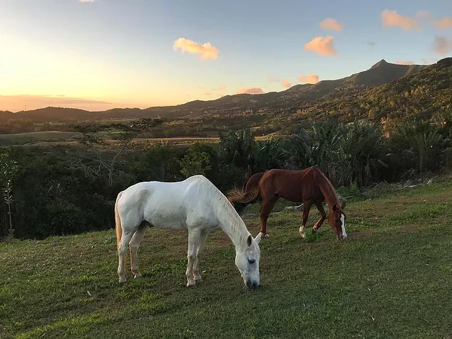 La Vieille Cheminee 2