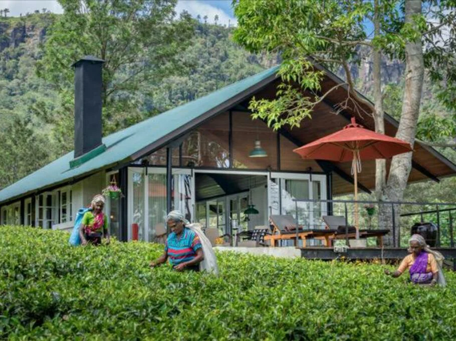 Madulkelle Tea and Eco Lodge 1