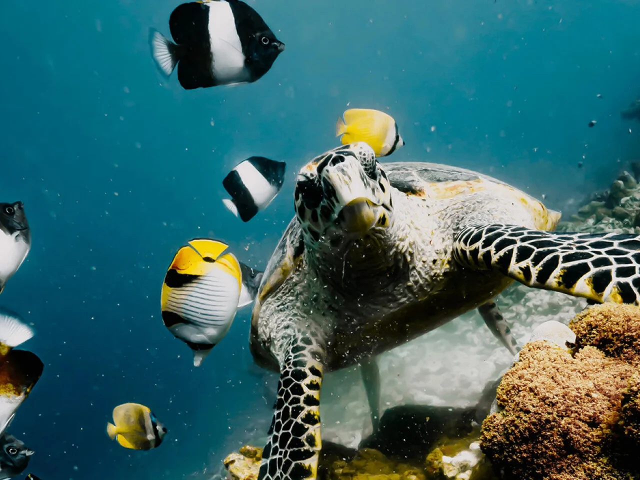 NH Collections Maldives Reethi Resort 7