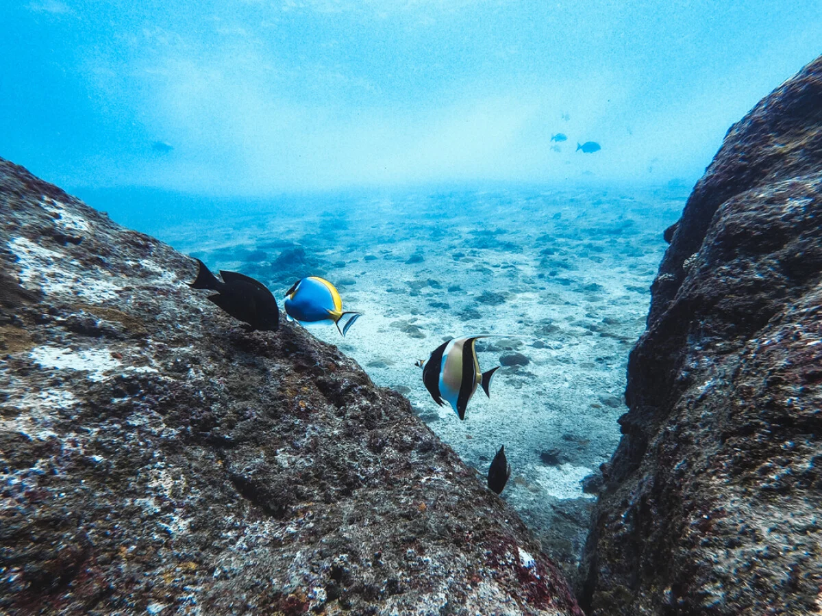 Niva Labriz Seychelles