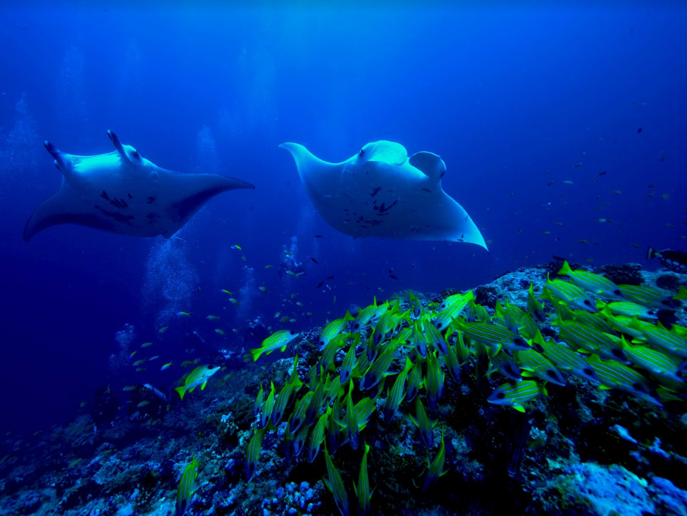 OBLU NATURE Helengeli by SENTIDO 25