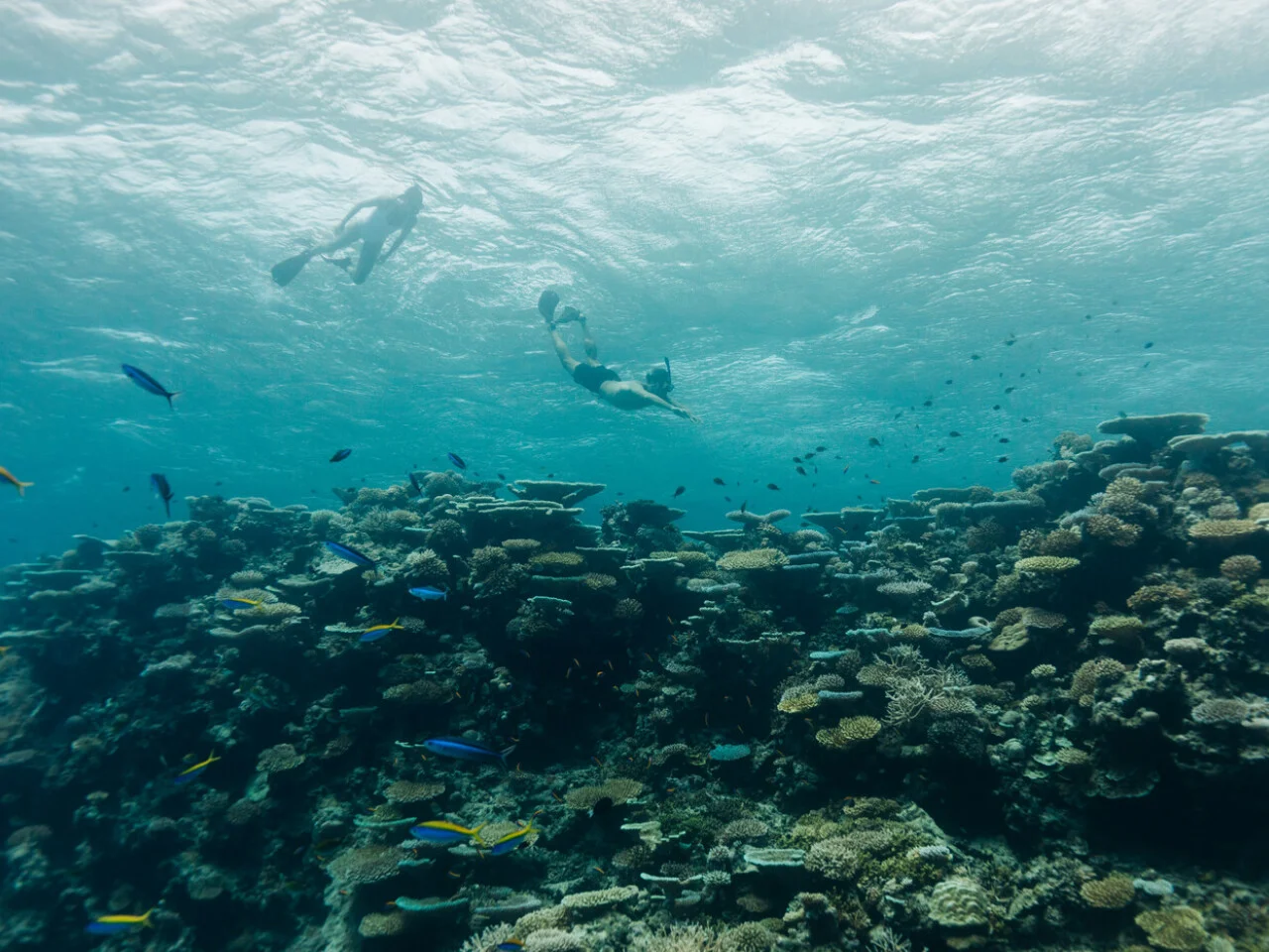 Park Hyatt Maldives Hadahaa 29