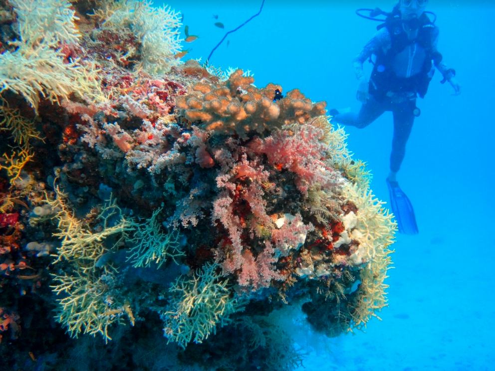 Reethi Beach Resort 8