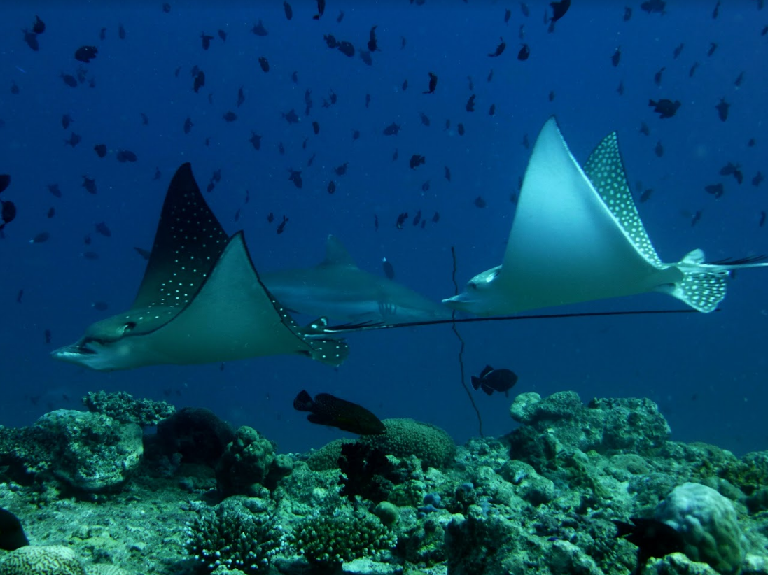 Reethi Faru Resort 16