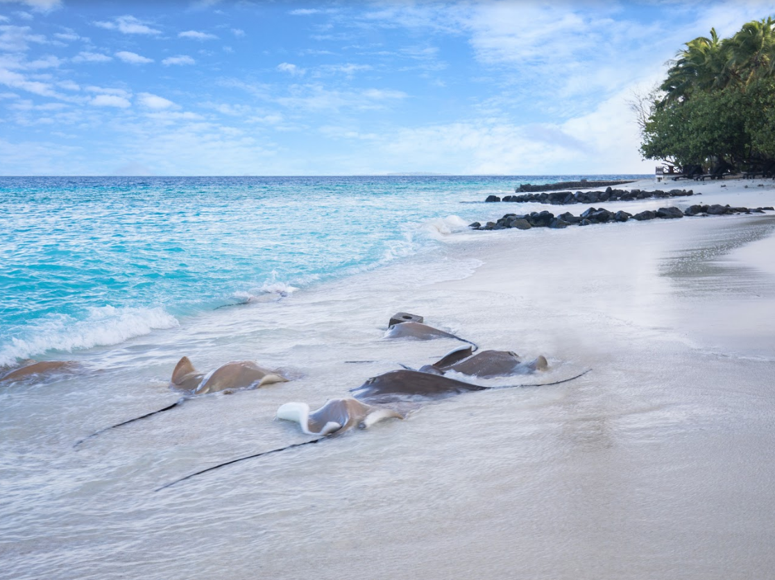 Taj Coral Reef Resort & Spa 1