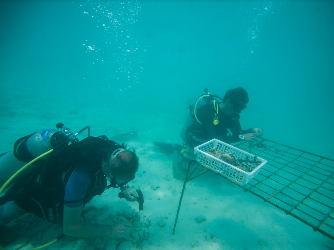 Taj Coral Reef Resort & Spa 10