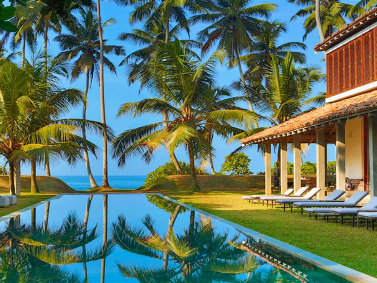 The Frangipani Tree 5