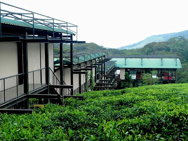 The Rainforest Ecolodge 3