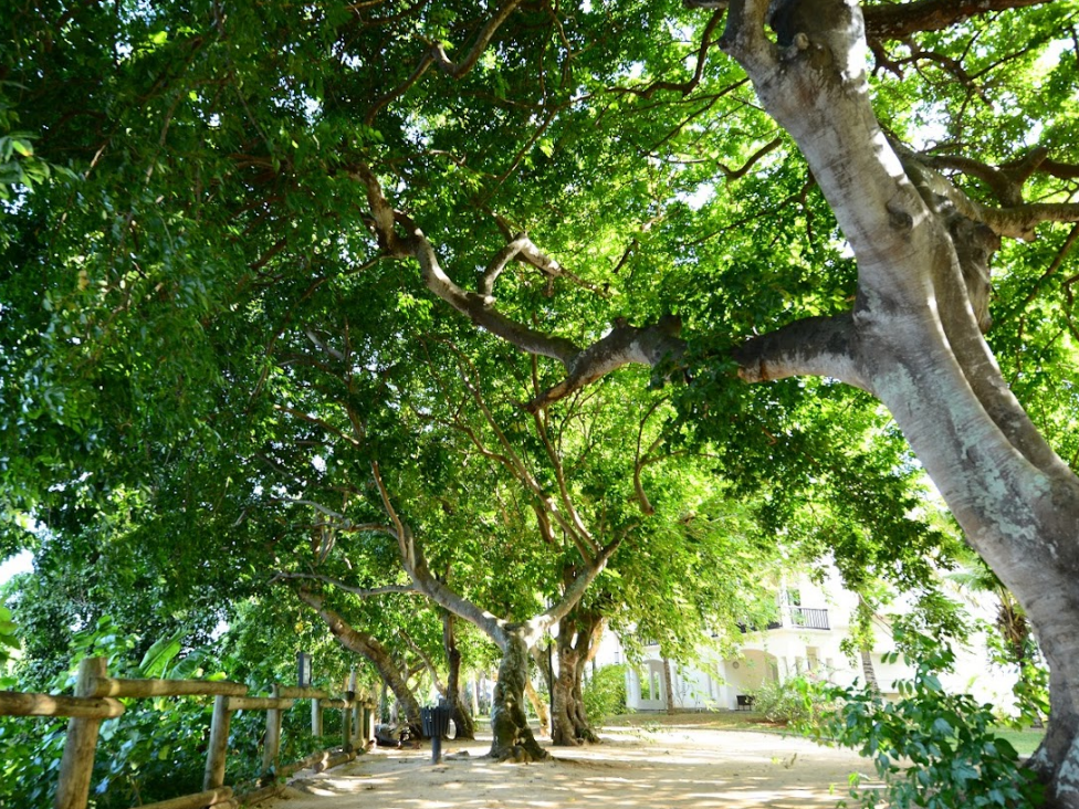 The Ravenala Attitude 1