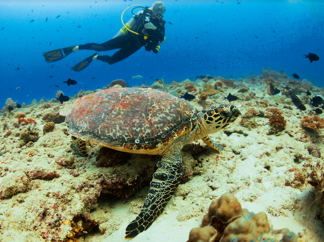 Velaa Private Island 17