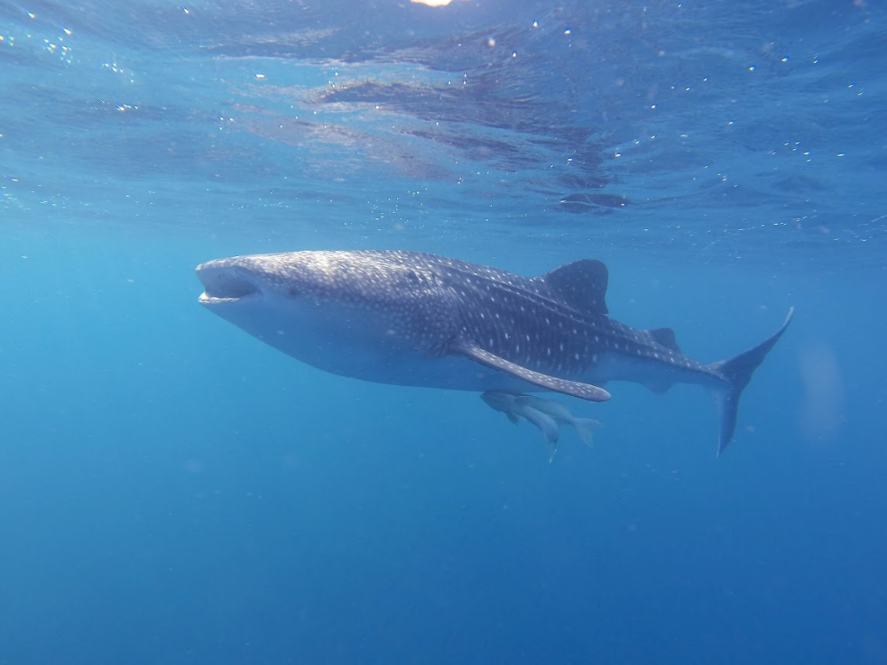 Vilamendhoo Island Resort & Spa 4