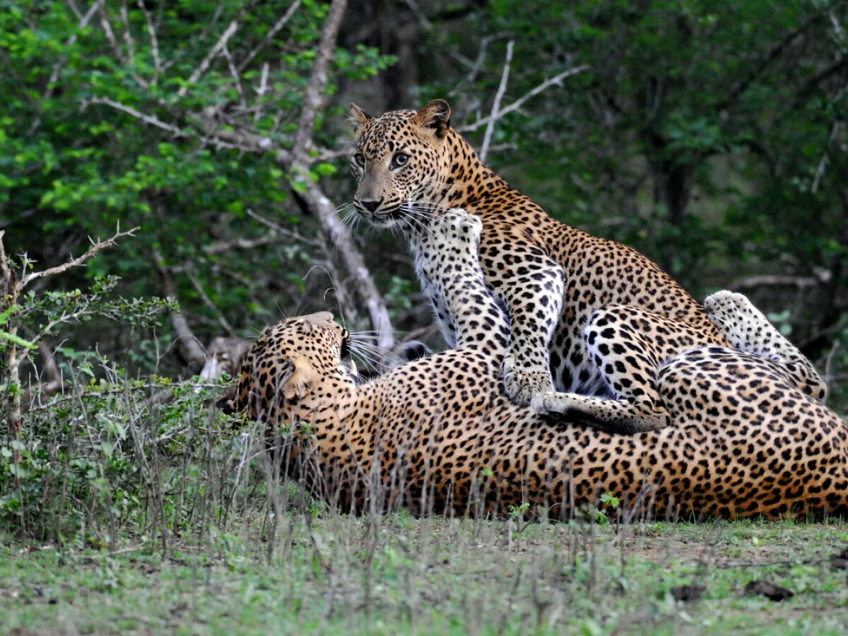 Wild Coast Tented Lodge - Relais & Chateaux